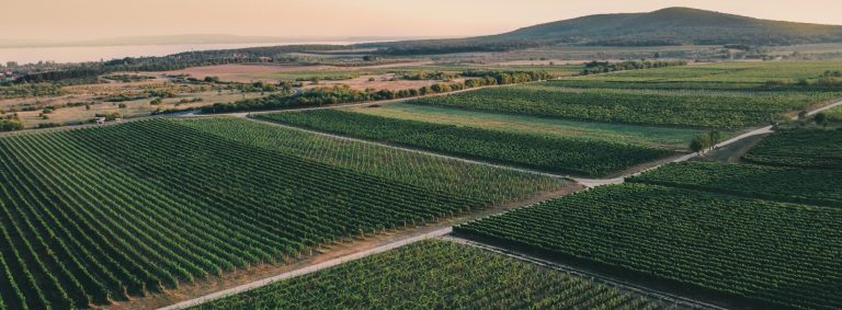 Donde todo comienza: la vid, el origen de un gran vino